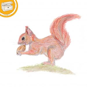 Buntstift-Illustration: Eichhörnchen kaut auf einer Eichel. Symbol oben links: Halber Kreis mit einer Schatztruhe.